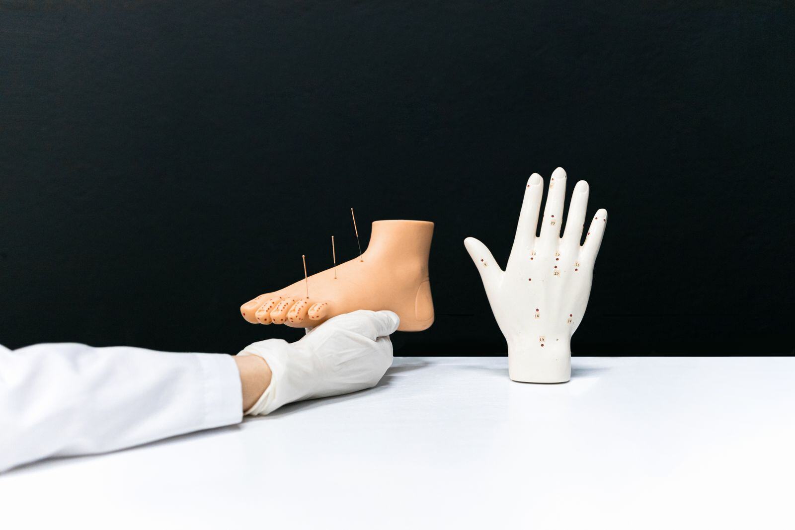 Foot model used to explain reflexology zones of the feet